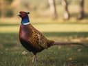 Pheasant