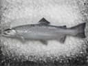 Salmon