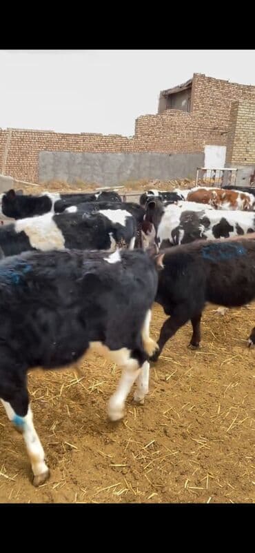 Atlar: Satışda – müxtəlif rənglərdə və yaşlarda dana qrupı. Xüsusiyyətlər: - — 7