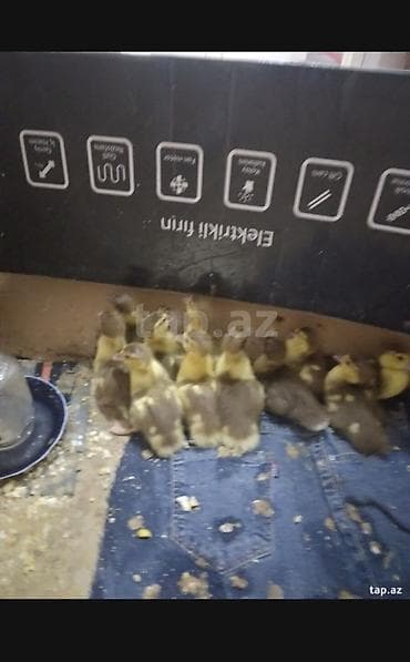 Salam krasnadar őrdək balaları satlır 17 ədəddir 10 gűnlűkdűr űnvan — 1