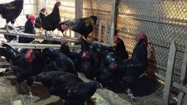 sultan toyuqlar: Toyuq, Australorp, Damazlıq, Ünvandan götürmə — 2