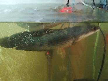 dib balıqları: Yırtıcı — 2