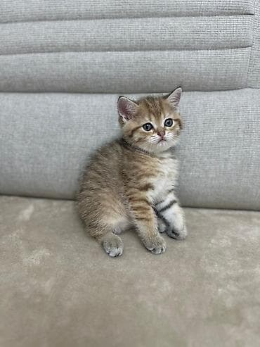 pişik cutleşdirme: Qızıl şinşilla, Erkək, Yaxşı əllərə, Ödənişli çatdırılma — 1