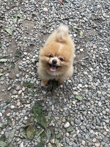 выгул собак бишкек: Шпиц, 4 года, Самец — 2