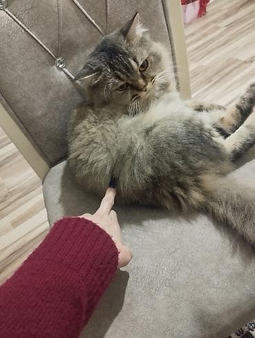 Собаки: Самец, В добрые руки — 1