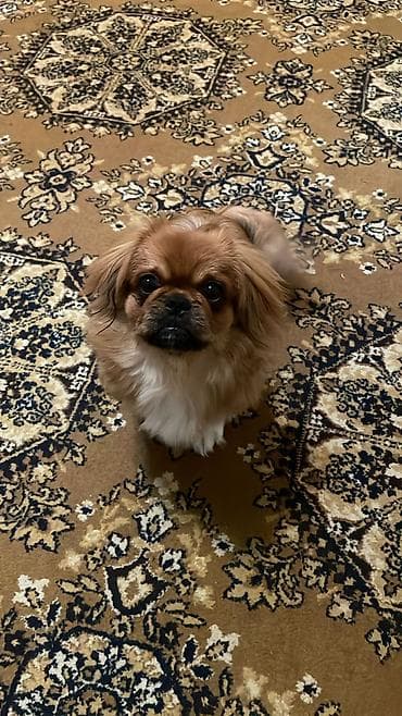 basenc itleri: Pekines, 8 ay, Erkek, Peyvəndli, Ünvandan götürmə — 2
