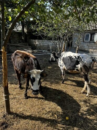 yerli inekler: Məhsul: Mal-qara (2 baş düyə/inek) Təsvir: - Şəkillərdə 2 baş — 3