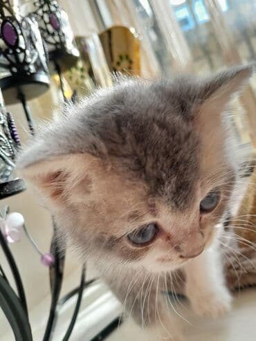 ag pişik: Britan — 4