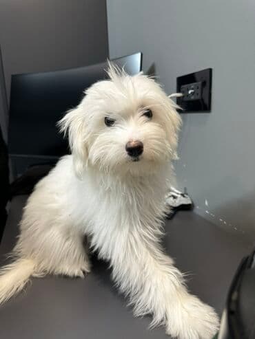 itlər satışı: Malta bolonka, 4 ay, Dişi — 2