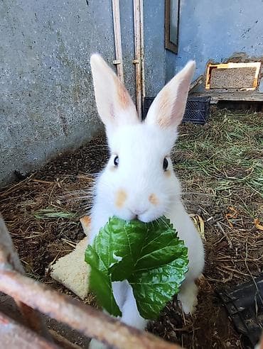 pomeranian spitz satilir: Ağ-sarı, qəhvəyi dekorativ dovşan, ətraflı məlumat üçün zəng və ya — 1