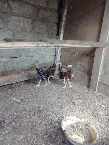 cucələrin satışı: Toyuq cücələri, Damazlıq — 3