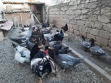 geref quşu: Kanada sortu meşə ördəklərinin balaları satılır. 3 ğünlik 6 manat — 4