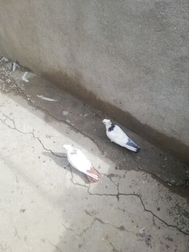 jako tutuquşusunun digər adı: Ağ rəng üstünlüklü iki gözəl ev göyərçini cütü. - Rənglər: biri — 3