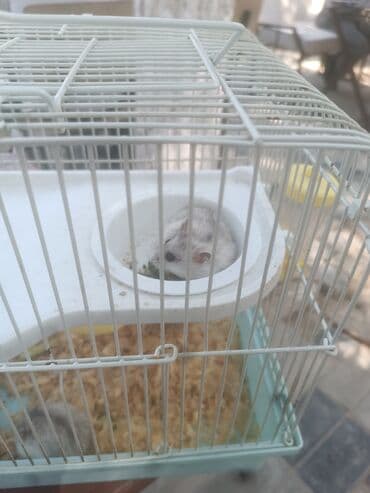 yem cəkən: Balaca boz rəngli cırtdan hamster, ağ rəngli qarın nahiyəsi və tünd — 8
