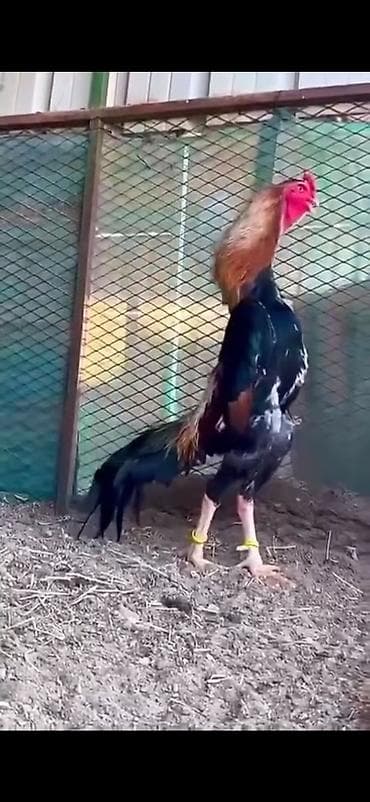 cücə yemi: Toyuq, Damazlıq — 9