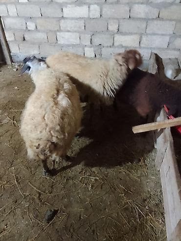 Pişiklər: Cüt 500 manat Alan adama endirim olacaq 1 aydı qoçunu alıb qoca — 6