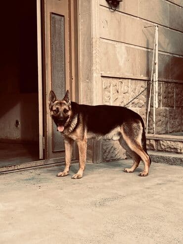 Alman çoban iti, 11 ay, Erkek, Ünvandan götürmə