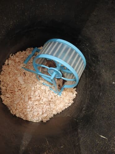 UAZ: Cırtdan hamster (Campbell/Djungarian tipli) YEMƏYİ, TAXTASI, KARUSELİ — 2