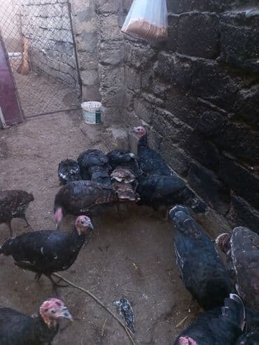 hind quşu cucesi: Erkək, Ətlik — 3