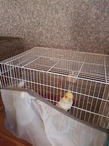 pive bakallari: Təcili .karella erkek disi tam sağlam ruçnoy qəfəslə birgə iran — 2