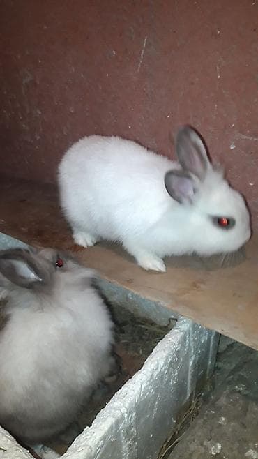 Птицы: Diwidi karlik sortudu — 4