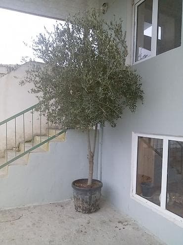 devedabani bitkisi: Satılır: iri qablarda dekorativ bitkilər - Aralıqlı lifli yarpaqları — 2