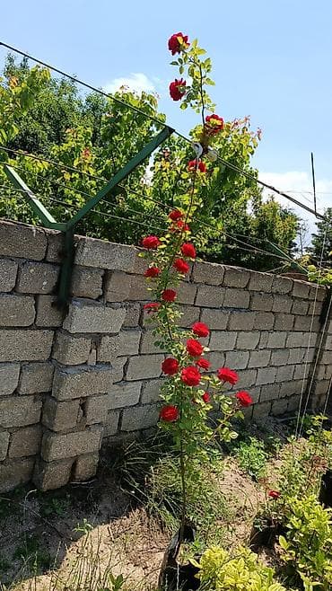 1.80 yolka: Sarmaşıq qızılgül boyu 1.5 2 metr arası — 5