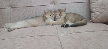 chappi it yemi: Britan, Dişi, Yaxşı əllərə, Ünvandan götürmə, Ödənişli çatdırılma — 2