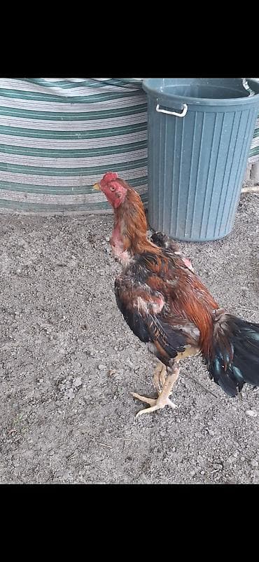 Heyvanlar: Heyratı xoruzu 11 aylıq dı — 1
