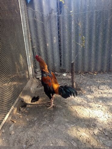 Salam heyratı xoruz 1 yaş 2 aylıq çəki 3.600 cinsi çu Şamo ünvan Gəncə — 2