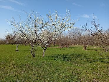 1 sot neçe metrdir: Kənd təsərrüfatı — 8