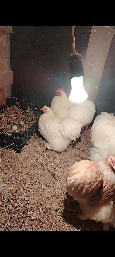 Toyuq cücələri, Damazlıq lalafo.az -da Toyuq cücələri, Damazlıq