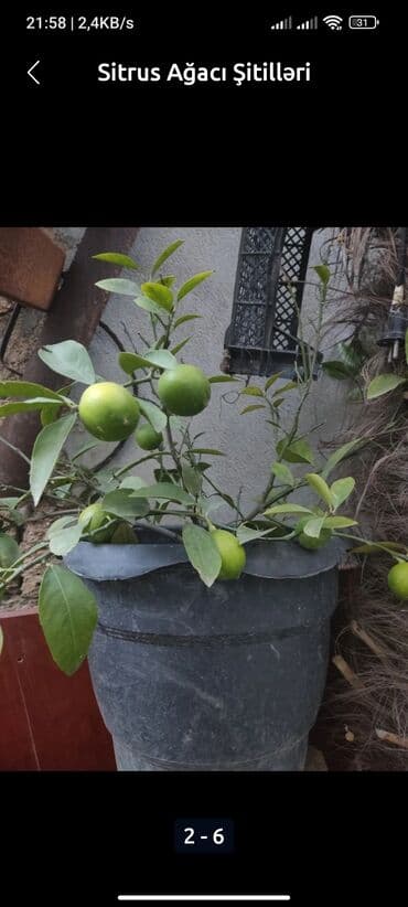 Çöl bitkiləri: Məhsul: Sitrus ağacı şitilləri - Növ: qabda yetişdirilən sitrus — 4