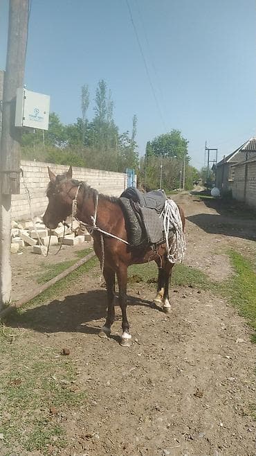 mal heyvan: Baxmağa vaxt olmadığı üçün satılır 40 yaxın yorgasi var 2 aydı — 10