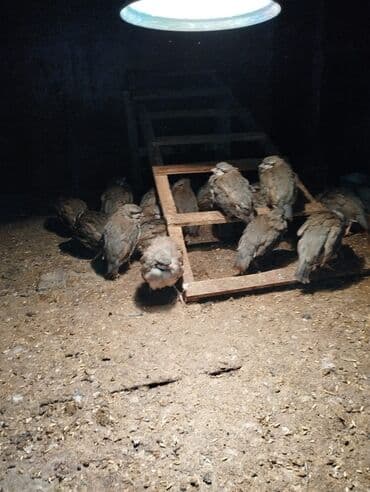 3.aydan çox du tam sağlamdır yerim yoxdu satram tam sağlam keklikdiler