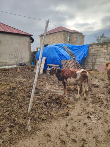 Kabrolar: Super saglam saxlamali danadi zeng catmasa vapcatla zeng vur — 2