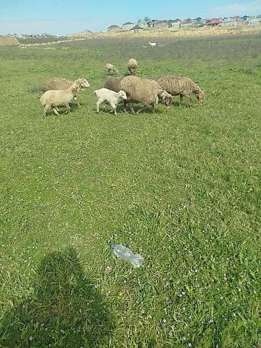 boqaz qoyunlar: Qoyun sürüsü – ana qoyunlar və quzular - Şəkillərdə açıq otlaqda — 1