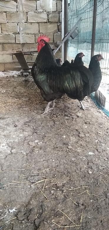 Toyuq, Australorp, Damazlıq, Ünvandan götürmə, Ödənişli çatdırılma