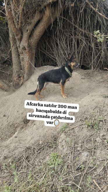 guclu itler: Alman çoban iti — 1