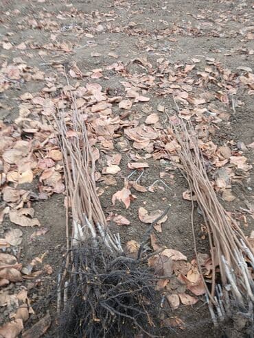 ağaç satışı: Meyvə və dekorativ ağac tingləri Təsvir: - Tərtər rayonu ərazisində — 3