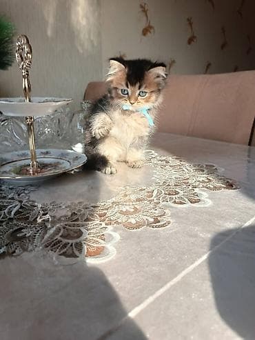 pers pişiyi: Pişik balası – uzun tüklü, yumşaq və pofud. Rəngi tünd-qəhvəyi boğaz — 10