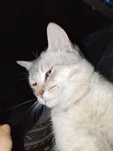 pled: Rəng - Boz Mikrofiber Pled — 3