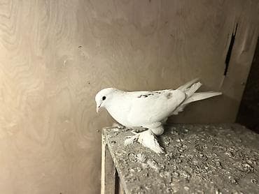 Ev göyərçinləri satılır – müxtəlif rəng və naxışlarda Məhsul — 6