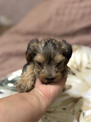 it yuvasi: Yorkşir teryer, 1 ay, Erkek, Sənədli — 5