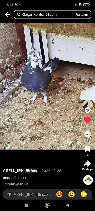 Məhsul: Evdə bəslənən göyərçinlər (bir neçə fərqli rəng və quruluşda)