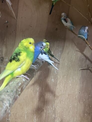 Volnistiy tutuquşular