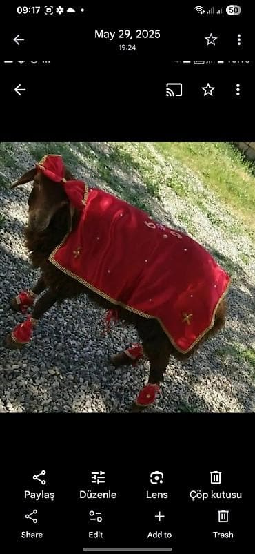 Qurbanlıq bəzək dəsti – qoyun/qoç üçün tam komplekt - Rəng: qırmızı — 1