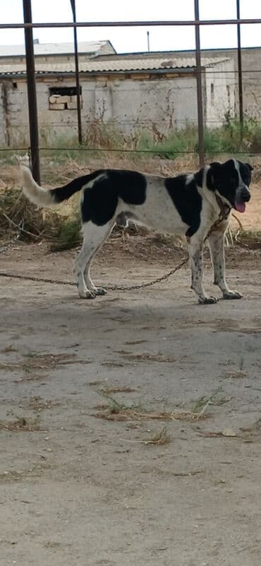 pomeranian boo mini: Qurdbasar, 2 il, Erkek, Peyvəndli, Ödənişli çatdırılma — 4