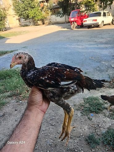 cüce: Toyuq cücələri, Damazlıq — 2