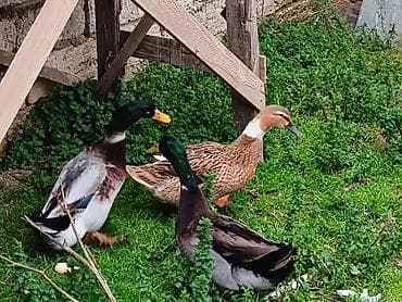 qaz və ordək: Erkək, Yumurtalıq — 3